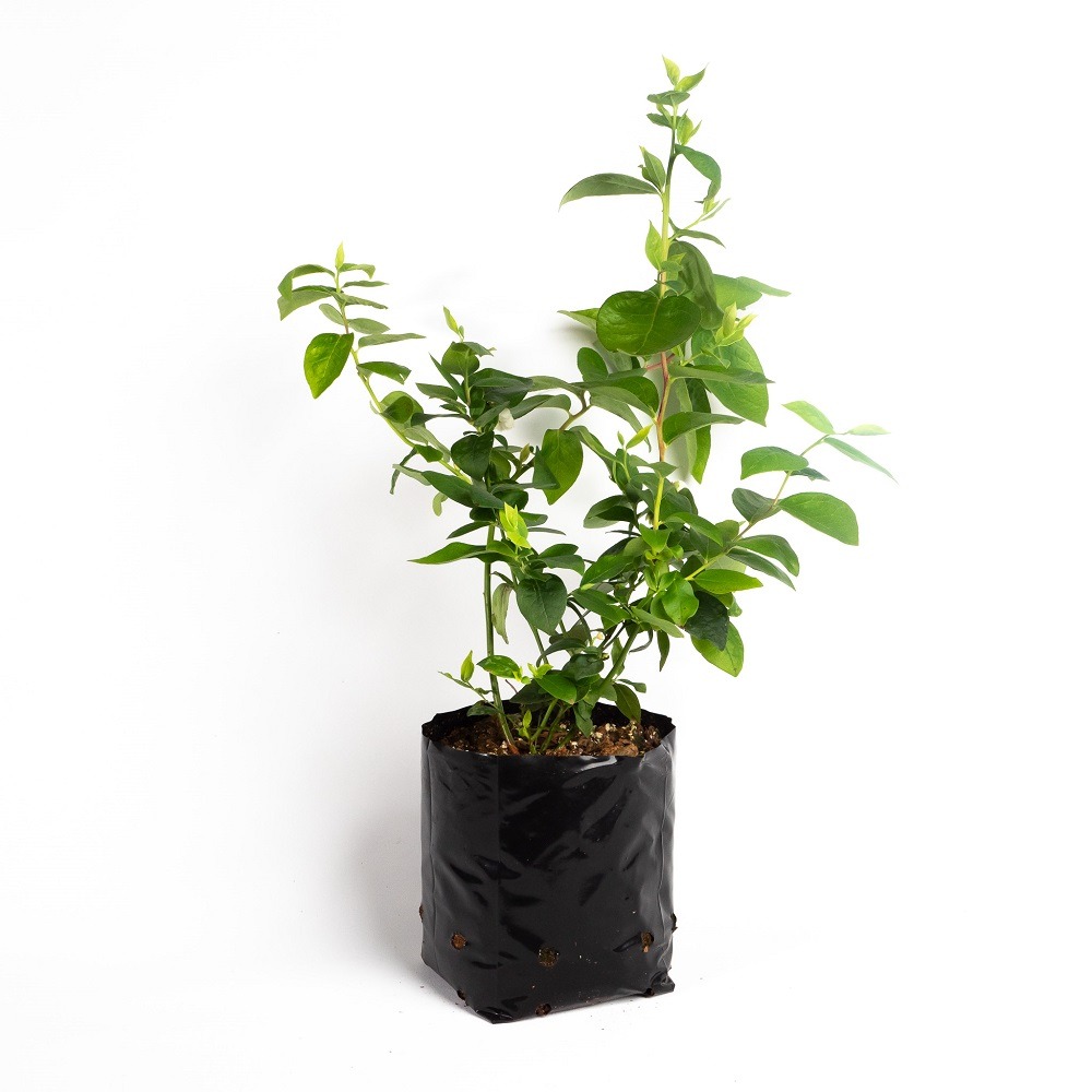 Sharp Blue blueberry plant 3lt