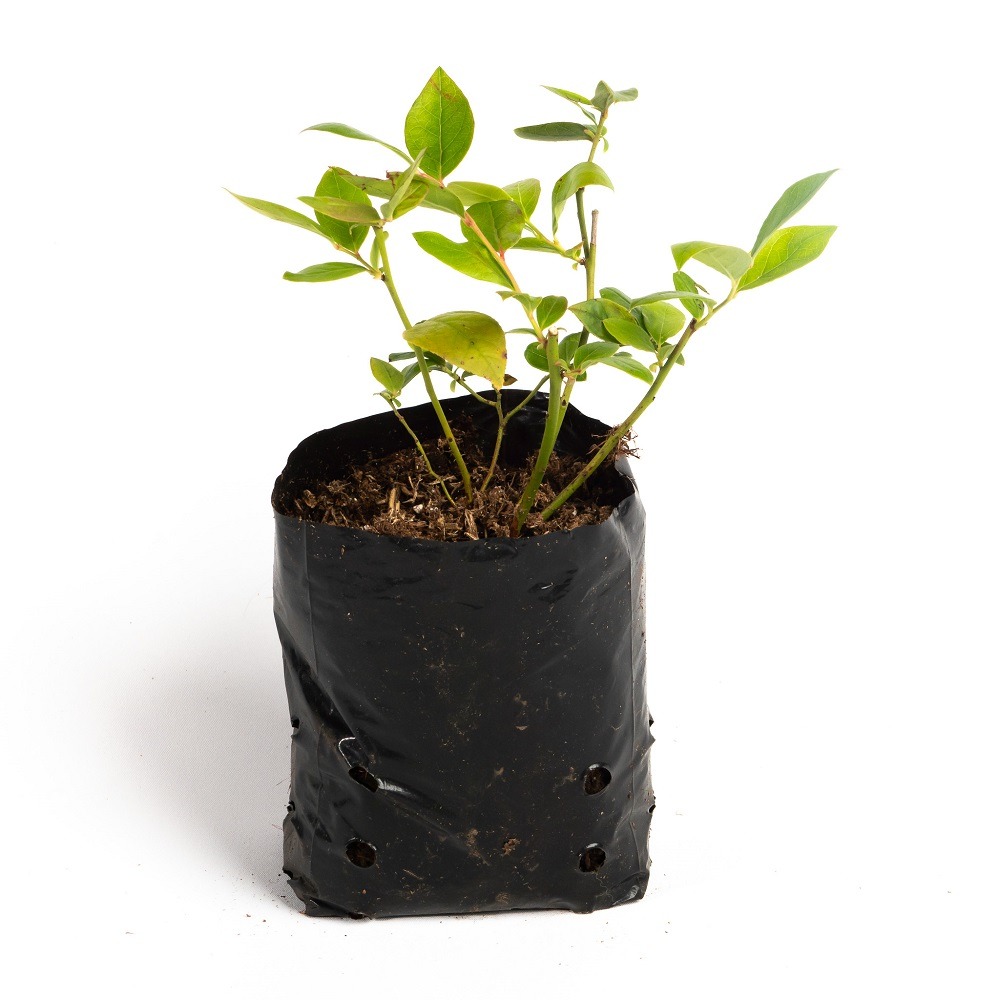 Star blueberry plant 1L