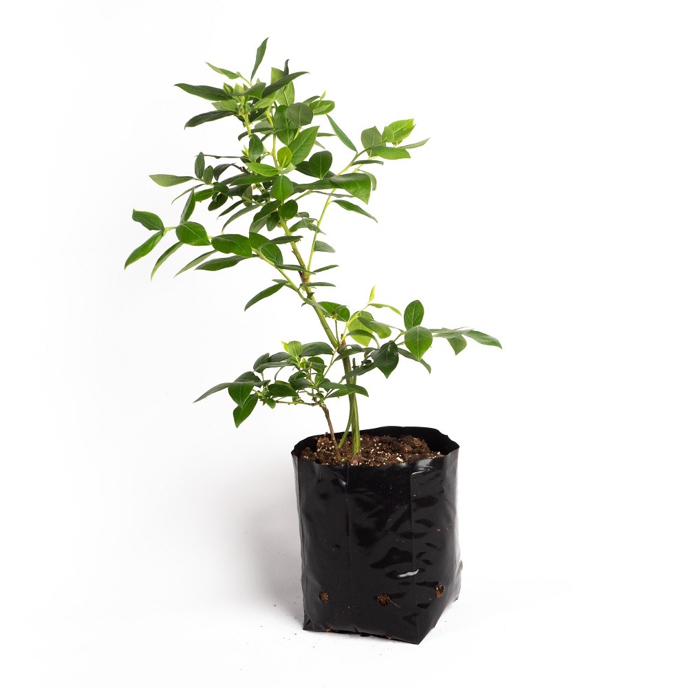 Star blueberry plant 3lt